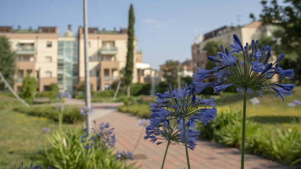 A garden pathway with blue flowers and buildings in the background. - Rosmini Serbati (Rimini)