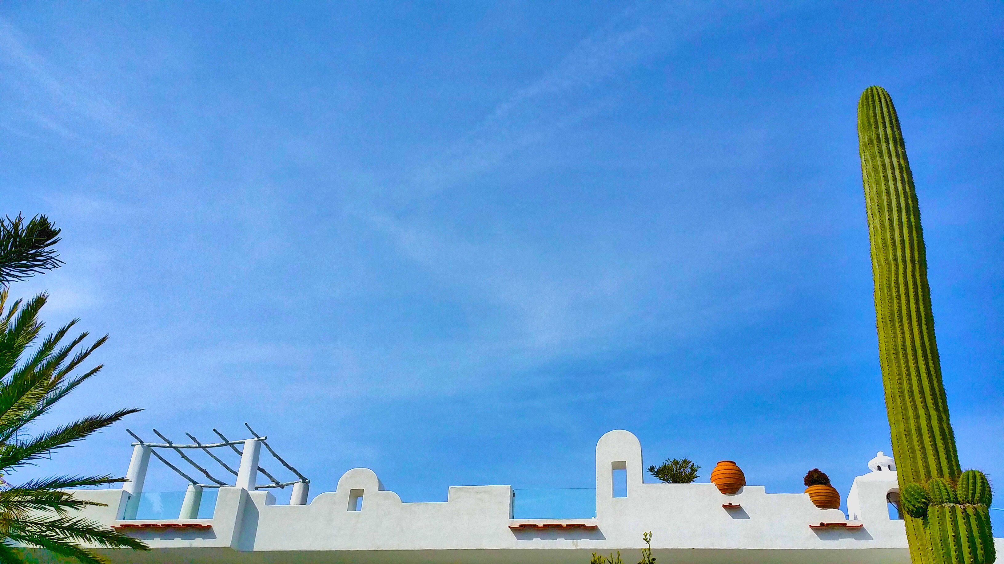 Un edificio blanco con un cactus alto, una palmera y un cielo azul despejado.