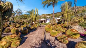 Un jardin de cactus avec un chemin pavé, des palmiers et un bâtiment en arrière-plan.