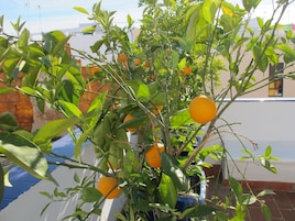 Egy virágcserepben lévő citrusfa, rajta több narancssal, egy erkélyen, ahonnan egy épületre és a tiszta égre nyílik kilátás.