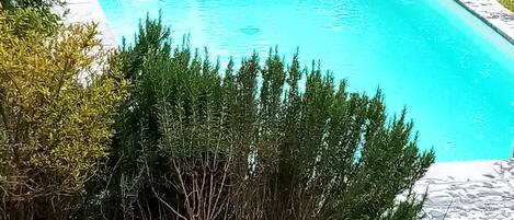 A rectangular swimming pool surrounded by lush greenery and a wooden fence.