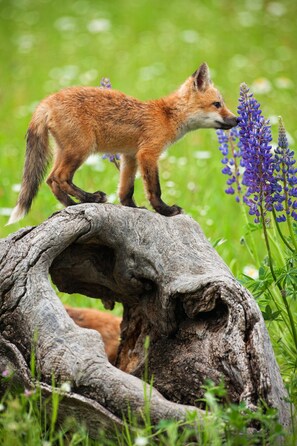 Een vos staat op een boomstronk in een grasrijke omgeving met paarse bloemen.