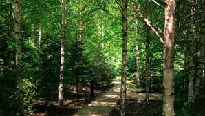 Uma trilha arborizada com árvores de ambos os lados.