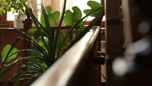 Uma escadaria com corrimão de madeira e vista para um quarto com uma janela ampla, cortinas e um vaso de planta.