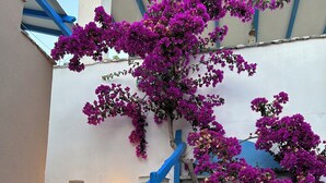 A staircase with blue railings leading to a blue door, surrounded by white walls and purple bougainvillea flowers. - Sea View Apartments & Studios (Naxos)