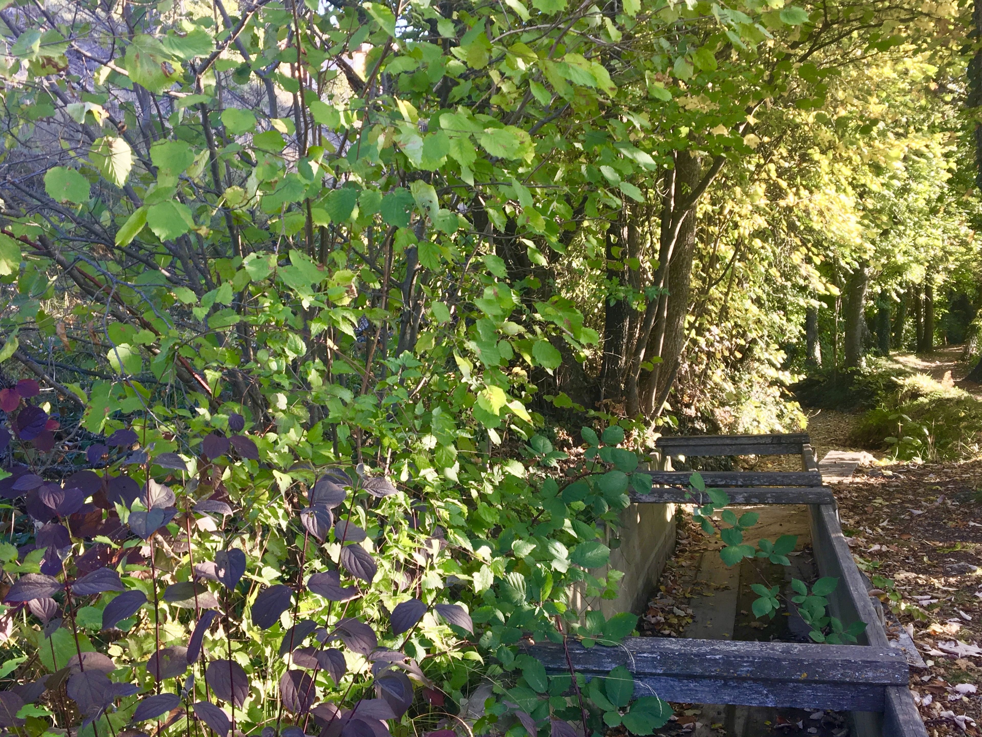 A wooden bench in a garden with green foliage and a tree trunk.