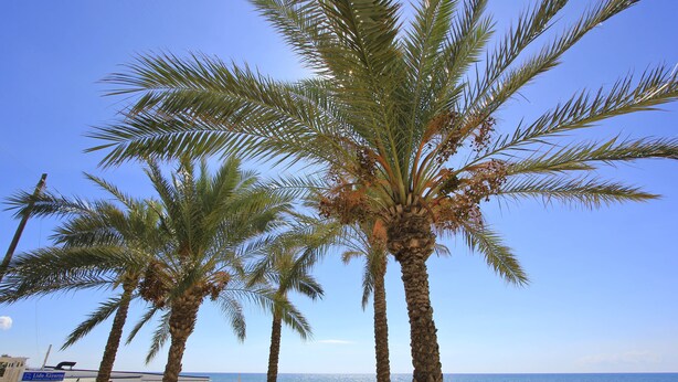 A beach with palm trees, a boat, and beach umbrellas. - Levante, Holiday Home 100 metres from the sandy beach and near the centre (Marina di Ragusa)