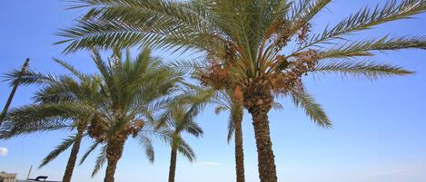 Beach nearby, sun-loungers