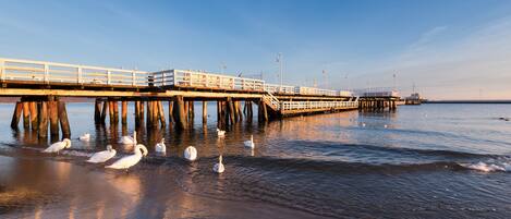 A pier extending into calm waters with swans and seagulls.