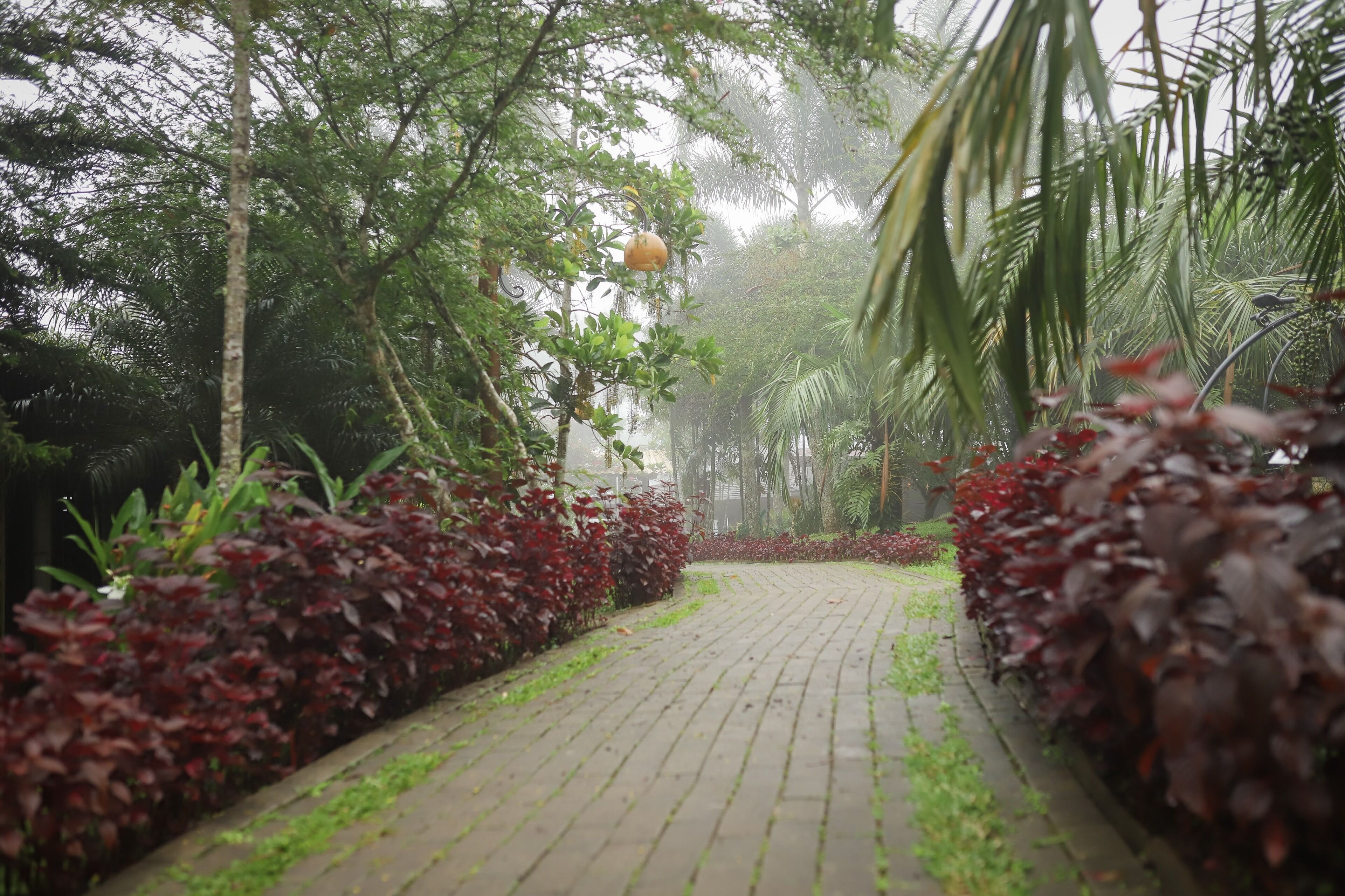 A paved pathway flanked by dense foliage and red-leaved plants, leading through a misty, tropical garden setting.