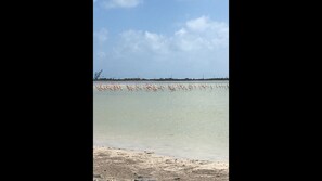 Strandlakens