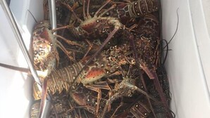 A container filled with lobsters. - Come sail the Caribbean Sea aboard Antillean  (St thomas)