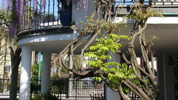 A building with a circular dome, white columns, and a balcony with purple wisteria. - B&B Villa il Glicine (Porto Mantovano)