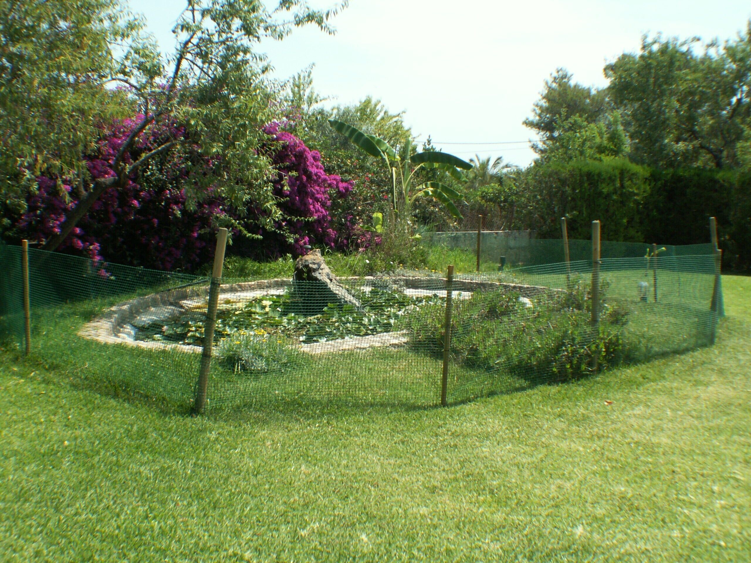 A fenced garden area with a pond, surrounded by grass and trees.
