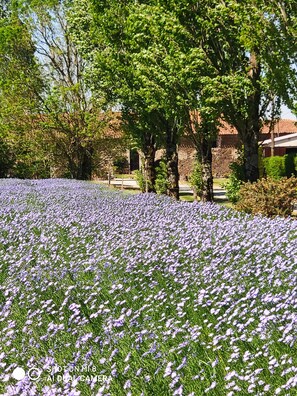 Property grounds - The Courtyard Cottage Gite  25kms Parc Puy du Fou (Monsireigne)