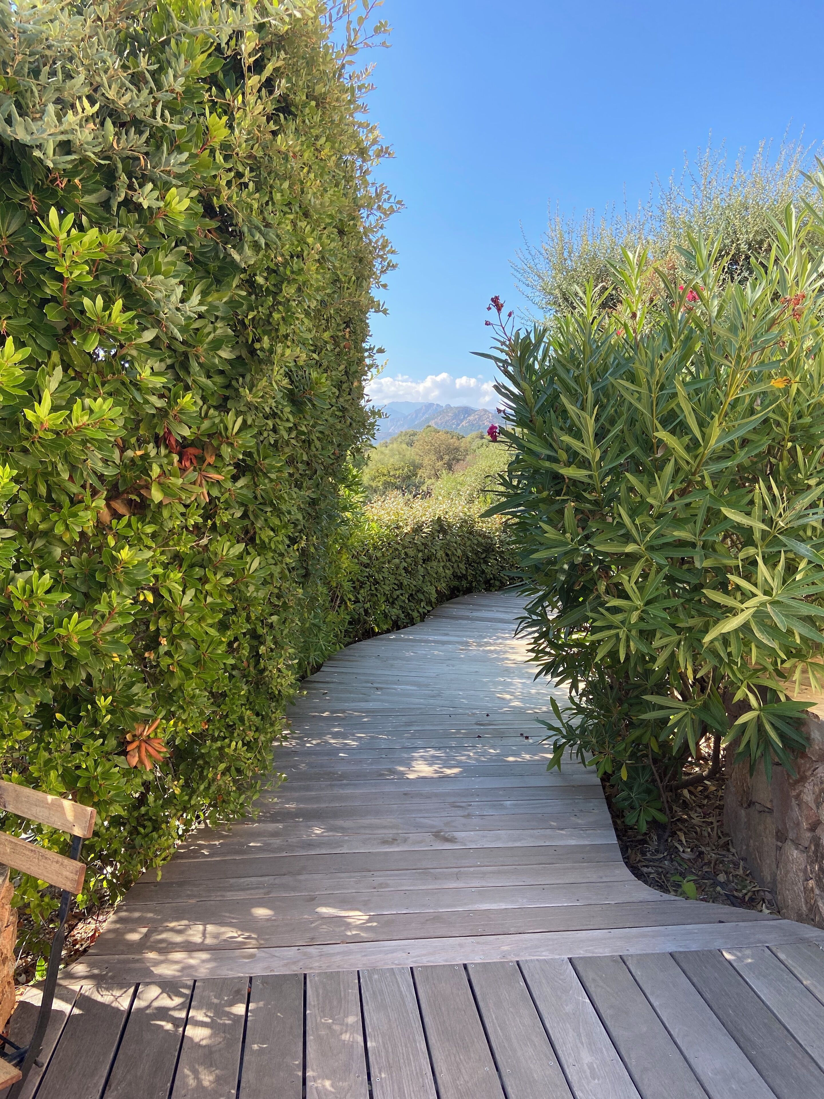 A wooden pathway flanked by dense green foliage and a clear blue sky.