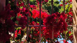 Une vue à travers une grille métallique, avec en arrière-plan des fleurs rouge vif et de la verdure.