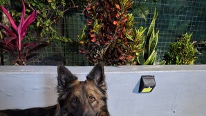 Un perro descansando sobre una superficie de concreto con un metal detector cerca.