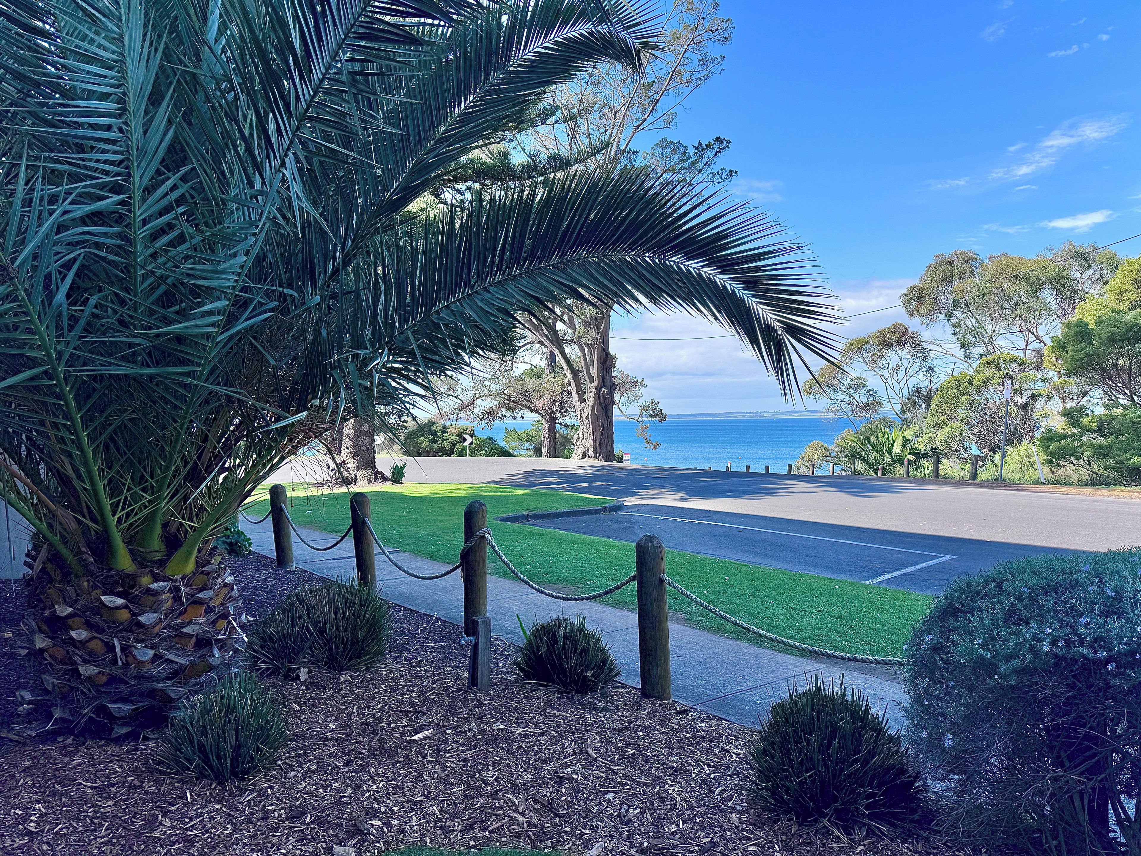 A paved pathway leading to a coastal view with a palm tree and shrubs.