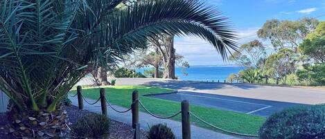 A paved pathway leading to a coastal view with a palm tree and shrubs.