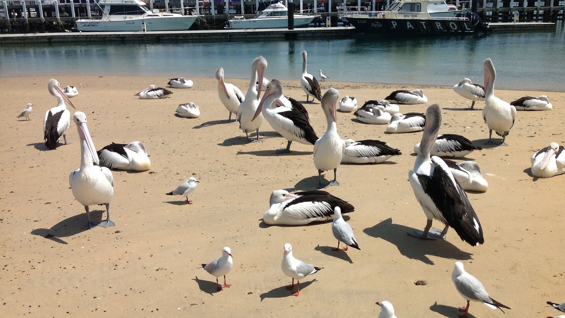 A sandy beach with numerous pelicans and seagulls.