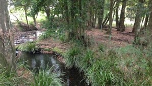 Un arroyo pequeño rodeado de vegetación densa y árboles.