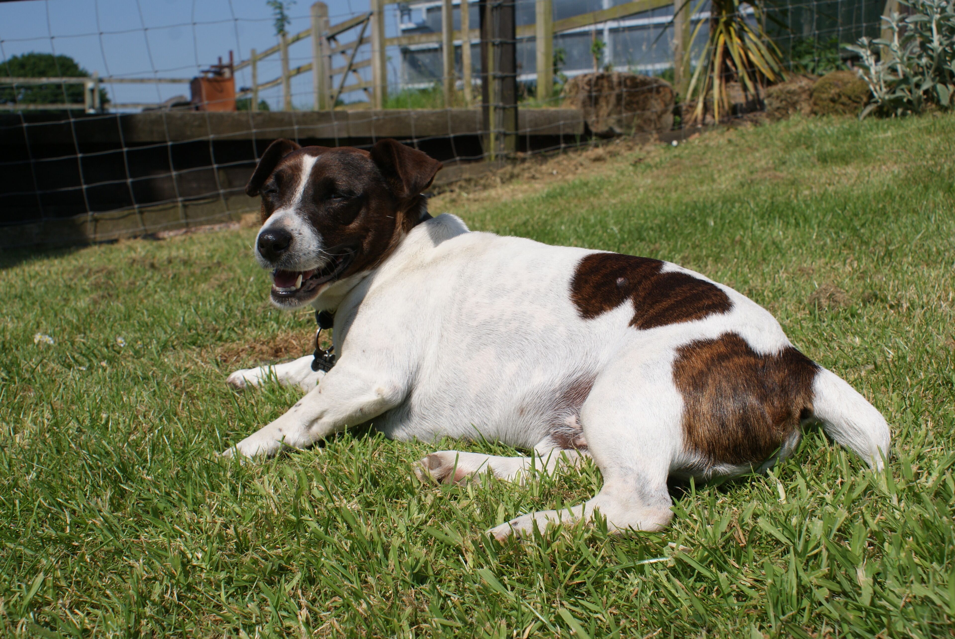 A dog lying on grass in an outdoor area with a fence in the background.