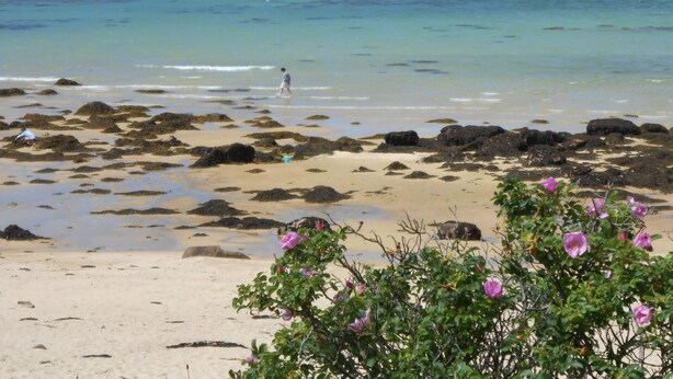 A beach with clear turquoise water, scattered rocks, and pink flowers in the foreground. - Villa With Pool Indoor heated to 28 °, Jaccuzzi, Sauna (Lannion)