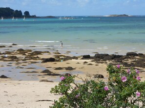 A beach with clear turquoise water, scattered rocks, and pink flowers in the foreground.