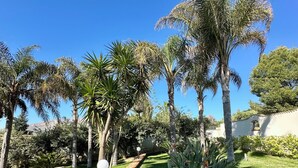 Un giardino curato con diverse palme e un vialetto in lastre.