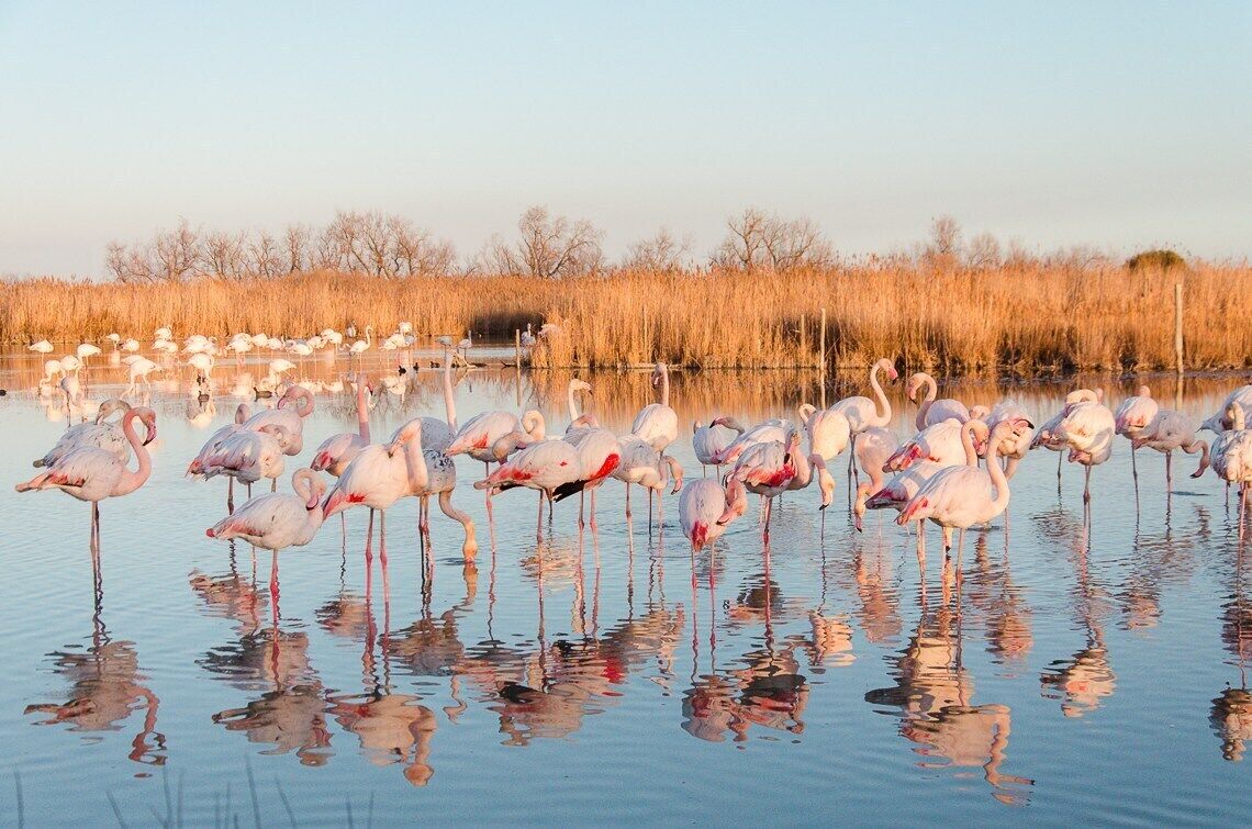 A group of flamingos standing in a body of water with reflections visible.