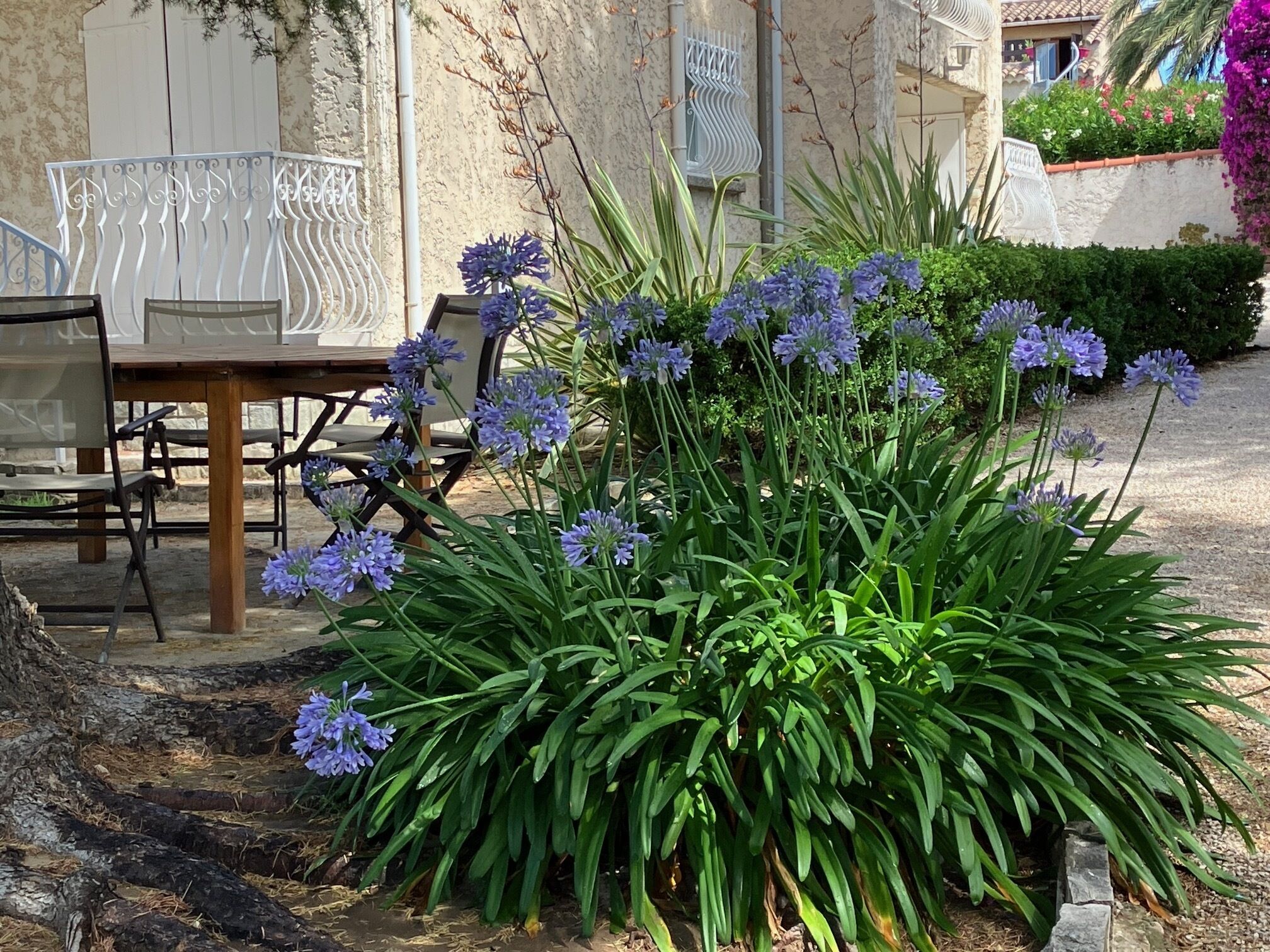 Un jardin avec une table et des chaises en bois, entouré d’une végétation luxuriante et de fleurs violettes.