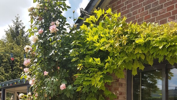 A brick building with a rose bush climbing up the wall, a window, and a small garden area. - Logis la Rotourelle  (Torcy-le-Grand)