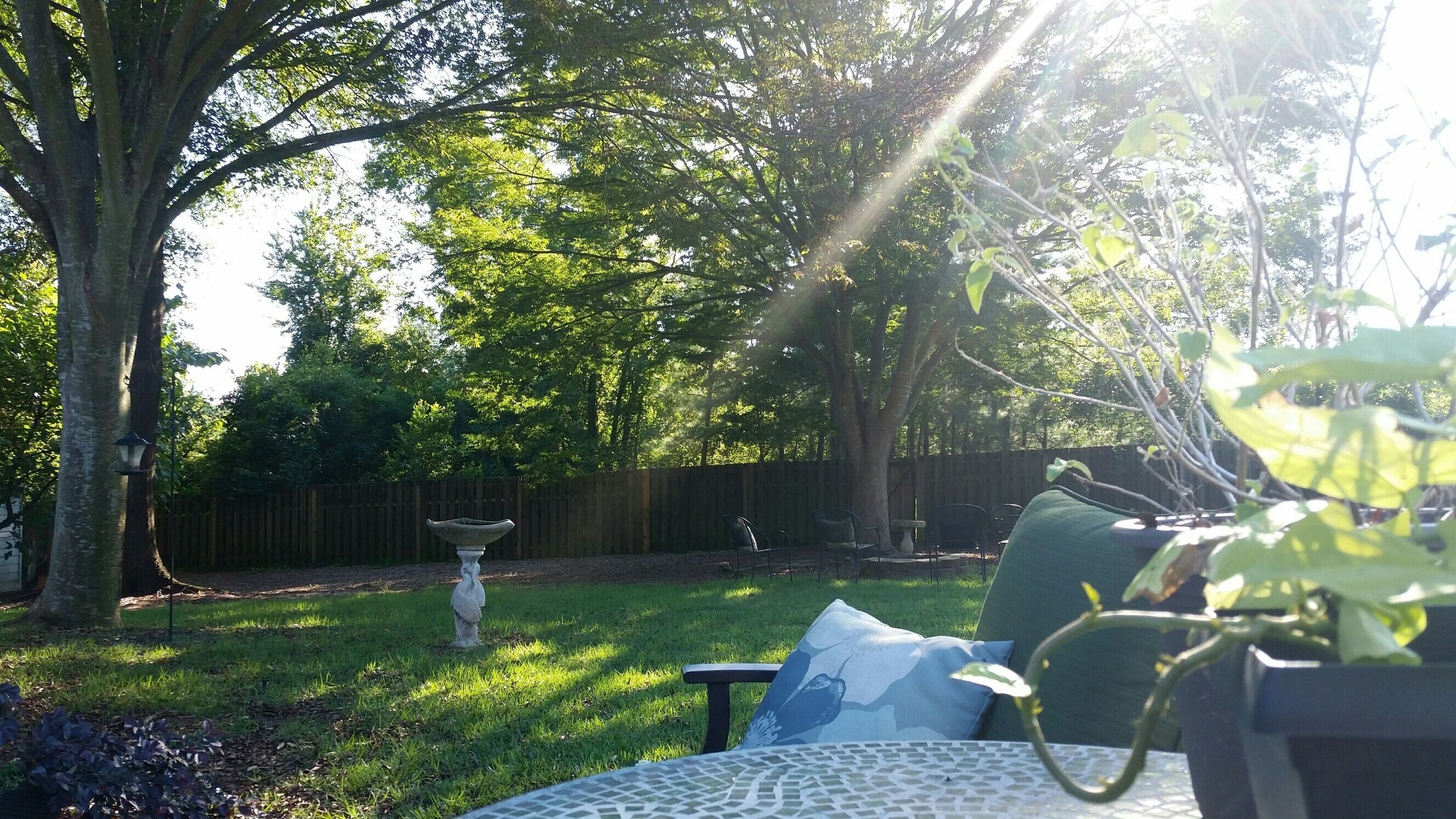 Backyard from patio