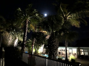 A nighttime view of a pool area with palm trees and a building in the background.