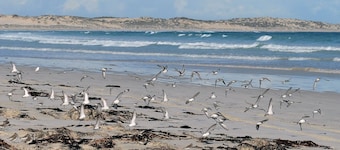 SeaChange Sceale Bay