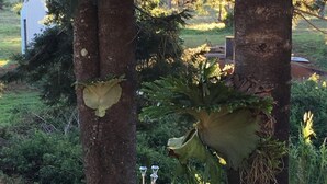 Um jardim com uma árvore grande, uma construção pequena e um poste de luz.