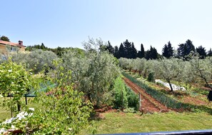 An orchard with rows of trees, a building in the background, and a clear sky.