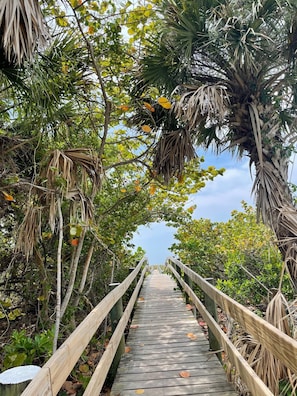 Une promenade en bois serpente à travers une forêt tropicale, où le feuillage est dense et les palmiers abondants.