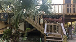 A wooden staircase with a seahorse decoration, surrounded by tropical plants.