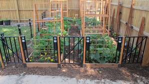 A garden with raised beds, a wooden fence, and a metal gate.