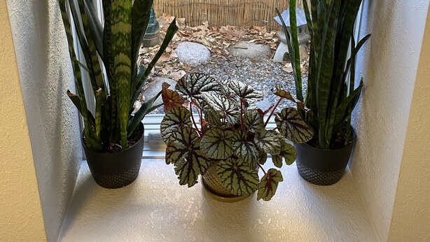 A window with three potted plants.