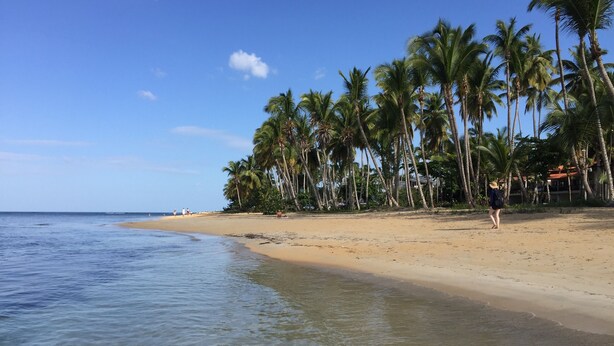 A beach with clear blue water, sandy shore, and tall palm trees. - Seaside Apartment (Las terrenas)