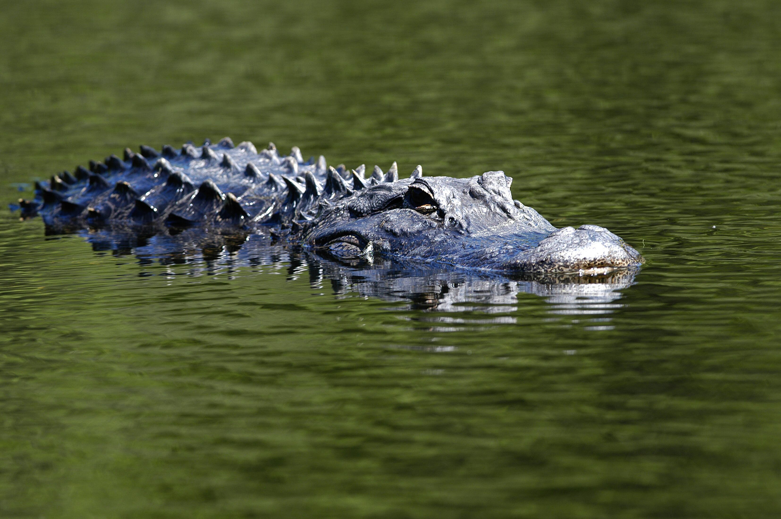 A close-up of an alligator in water.