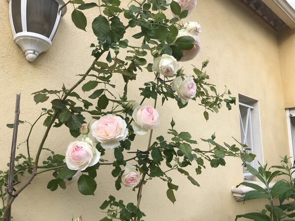 A wall-mounted rose bush with several blooming pink roses against a yellow wall. - Comfortable villa, heated pool in a quiet area, excluding subdivision (Sainte-Anastasie)
