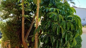 A garden with a variety of trees, a stone pathway, and a white building in the background. - Villa with private pool in Torremolinos  (Torremolinos)