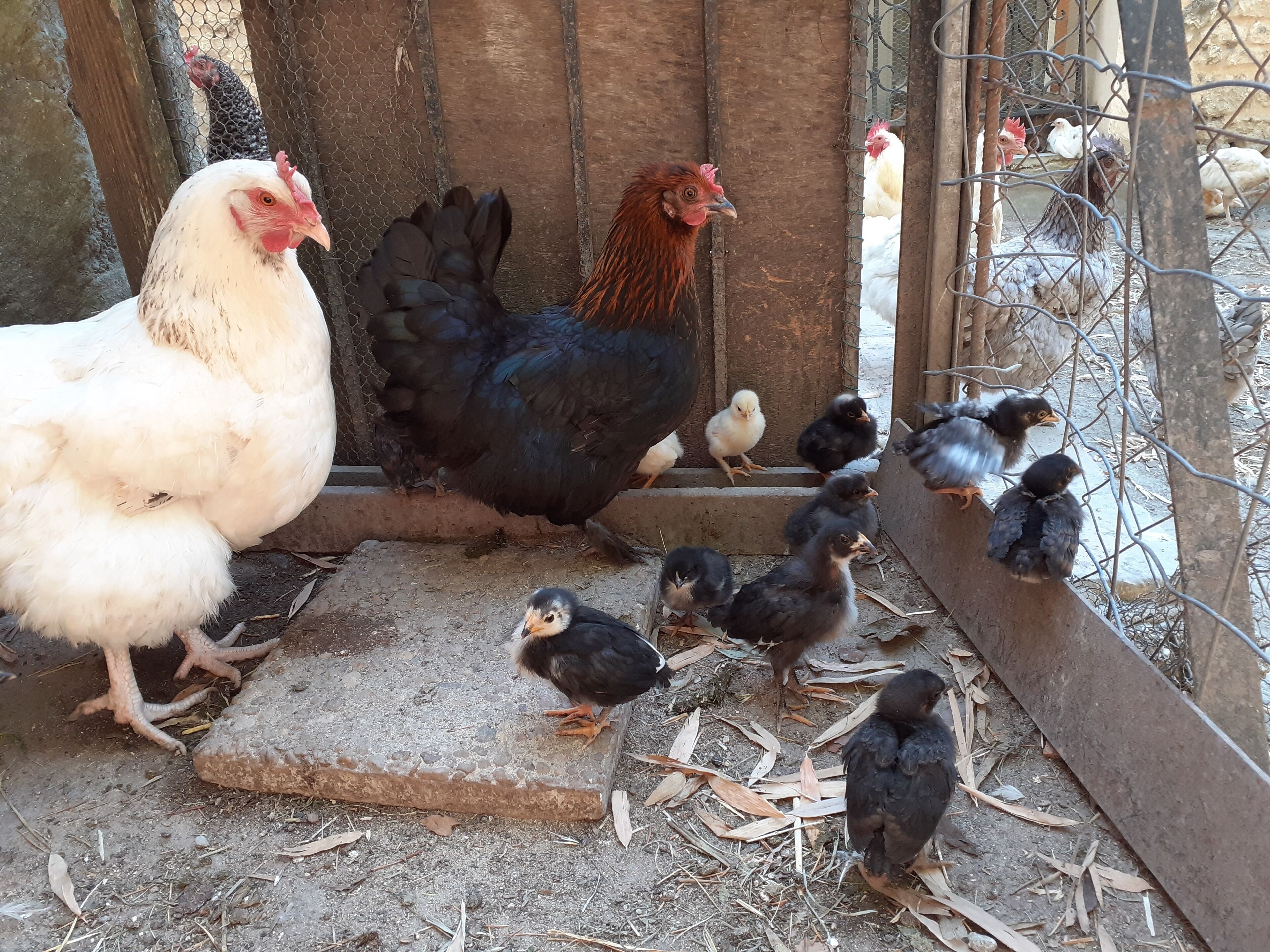 A chicken coop with a wire fence, a wooden door, and a concrete platform.