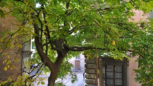 Una strada alberata con un edificio dotato di un'ampia vetrata e un cancello in metallo.