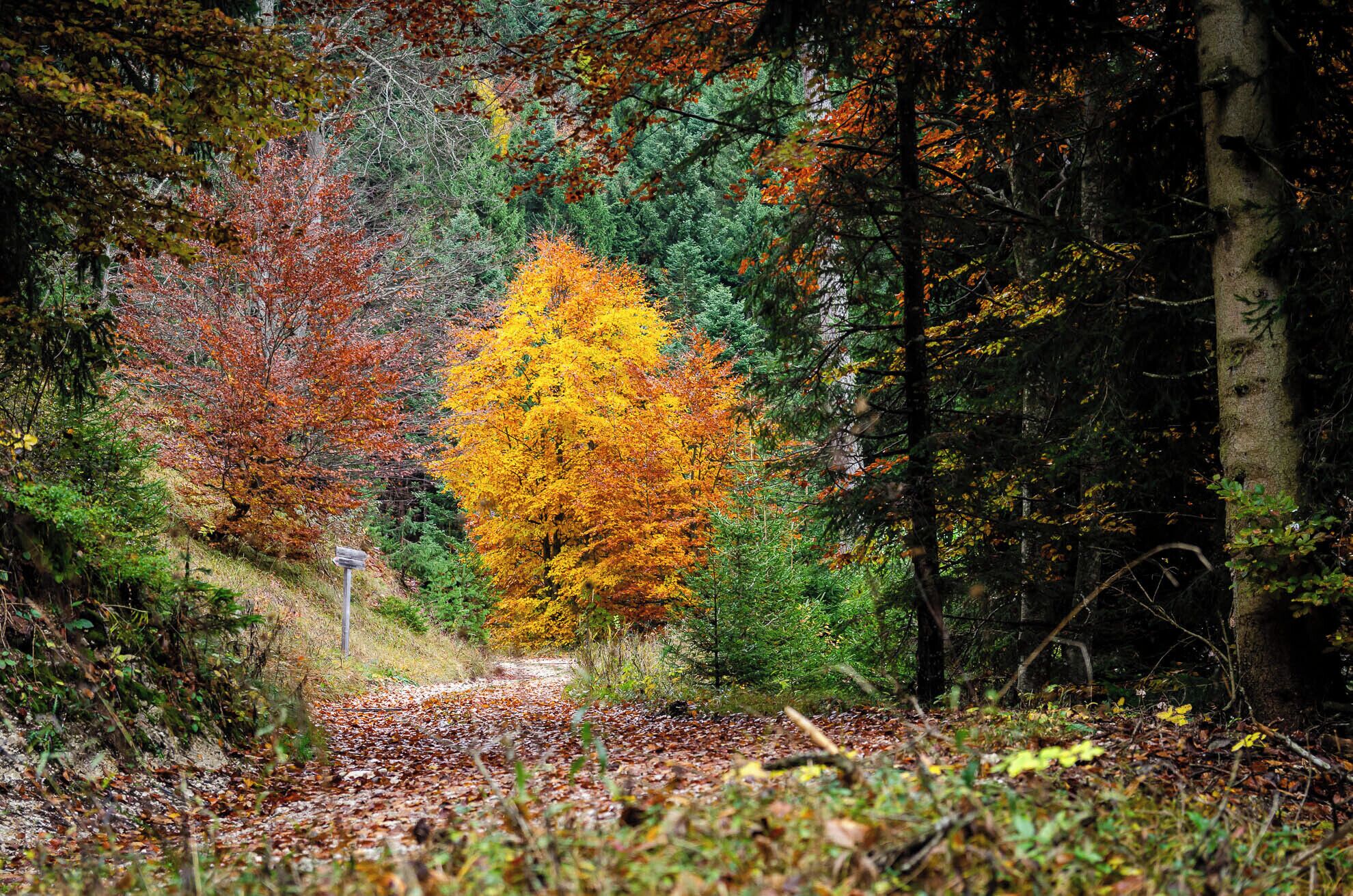 A forest path with a variety of trees, including a prominent yellow one, surrounded by autumn foliage.