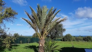 A palm tree in a grassy area with a clear sky.